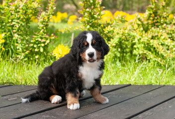 A cute Zinnenhund puppy sits on a grass background in the park