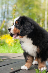 A cute Zinnenhund puppy sits on a grass background in the park