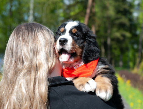cute mountain dog puppy in the park in the arms of its owner