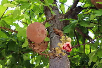 Cannonball Tree with Exotic Flower and Fruit