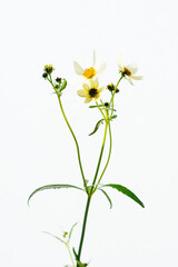 ウィンターコスモス