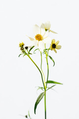 ウインターコスモス