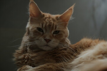 Fun emotion face cat calm lying on the sofa and looking fun. Yellow cute eyes, beautiful ears. Closeup portrait in natural lighting, untouched colors in home indoors near the window	
