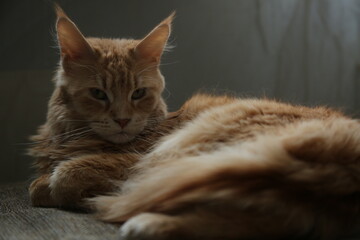 Fun emotion face cat calm lying on the sofa and looking fun. Yellow cute eyes, beautiful ears. Closeup portrait in natural lighting, untouched colors in home indoors near the window	

