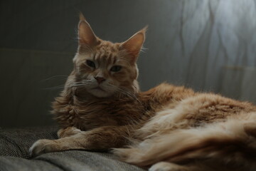 Fun emotion face cat calm lying on the sofa and looking fun. Yellow cute eyes, beautiful ears. Closeup portrait in natural lighting, untouched colors in home indoors near the window	
