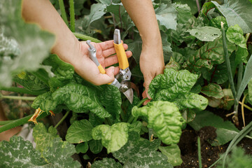 Hands harvesting chard leaves from raised garden bed close up. Homestead lifestyle. Growing home grown vegetables and salad in urban organic garden