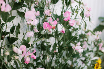 Beautiful sweet pea blooming in cottage garden. Close up of pink lathyrus flowers. Floral wallpaper. Homestead lifestyle and wild natural garden