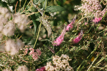 Beautiful veronica blooming in cottage garden. Close up of pink veronica spicata flowers. Floral wallpaper. Homestead lifestyle and wild natural garden