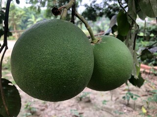 Close-Up of Two Green Pomelo Fruits