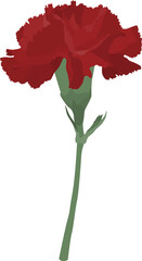 Carnation