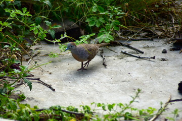 turtledove on the ground