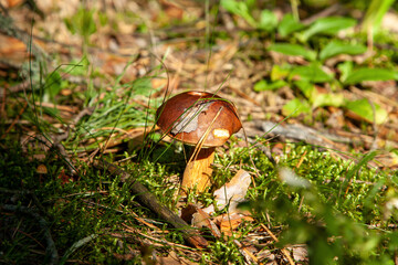 mushroom in the grass