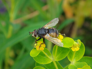 The common tachinid fly (Tachina fera), male sitting on a green spurge plant