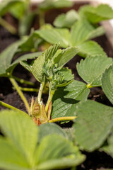 Strawberry plant growing in a pot showing flower buds and leaves