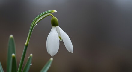 春の静けさ、清楚な雪割草 優雅に咲く白花. AI Generated