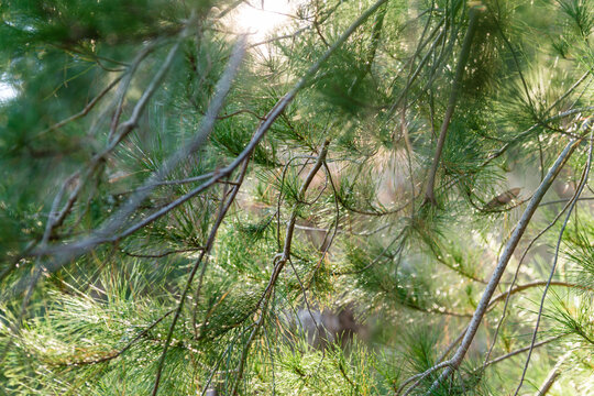 background of backlit pine branches