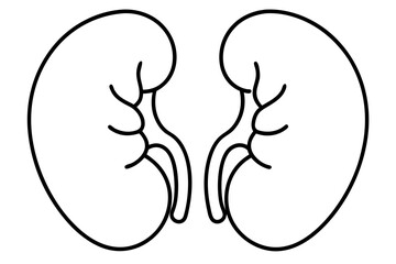 kidneys silhouette line art vector illustration with a white background