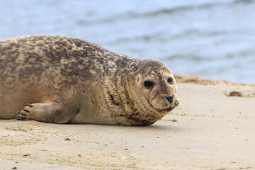 Seal at the beach at Brouwersdam