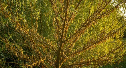 Fototapeta premium Golden Hour Sunlight Illuminates Willow Tree with Numerous Insect Cocoons