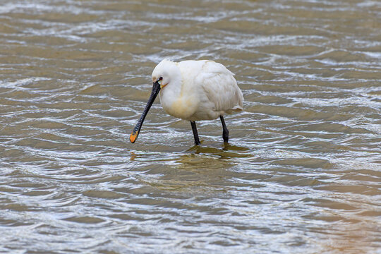 A spoonbill bird in the water