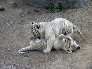 ホワイトタイガーの赤ちゃん06