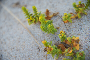 Salzmiere - eine sehr robuste Pflanze an der Nordseek&uuml;ste