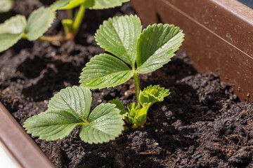 Young strawberry plants growing in potting soil