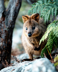 Fototapeta premium Close-up of a curious quokka standing on rocks under fern foliage, captured in natural daylight in an Australian forest habitat. ai generative