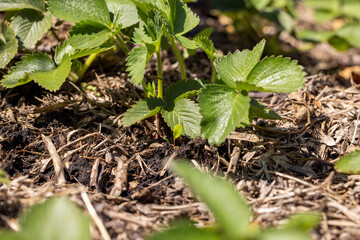 Strawberry plants growing in mulch in garden bed