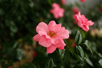 Beauty of Single Rose