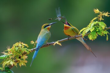 bee eater perched on branch