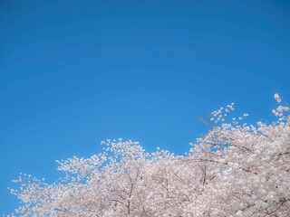 桜の花のある風景。青空と満開の桜。