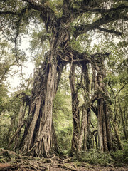 Giant Fig Tree in Bali Botanic Garden at cloudy day in  Bedugul
