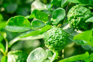 Bergamot, Fresh green bergamot fruit hanging from branch. bergamot tree garden and healthy food concept, group of bergamot,Bergamot medicinal plants with many