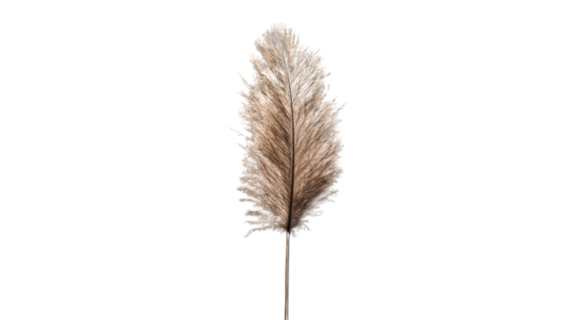 A high-resolution image of a single feather duster, centered in the frame --ar 16:9