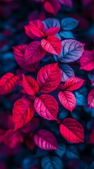 Vivid red and blue leaves, garden closeup