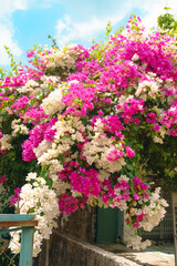 A typical courtyard and entrance to a house in Vietnam, framed by colorful flowering bougainvillea bushes