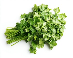 Fototapeta premium Fresh Green Cilantro Bunch on White Background with Texture