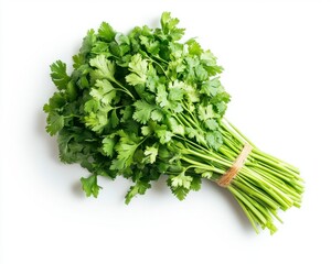 Fototapeta premium Fresh Green Cilantro Bunch on White Background with Shadow Effect