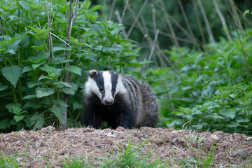 Eurasian badger, Meles meles © Erni