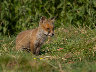 Red fox, Vulpes vulpes