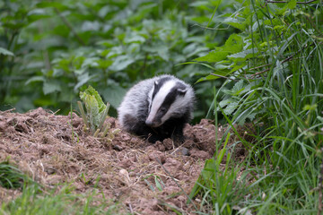 Eurasian badger, Meles meles © Erni