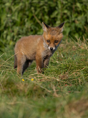 Red fox, Vulpes vulpes