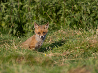 Obraz premium Red fox, Vulpes vulpes