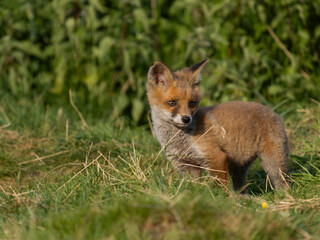 Red fox, Vulpes vulpes