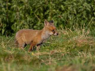 Red fox, Vulpes vulpes