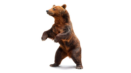 Fototapeta premium A brown bear standing on a white background
