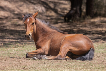Fototapeta premium A Salt River wild horse after rolling in the grass