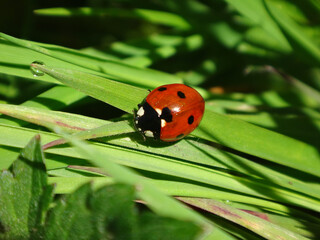 Seven-spot ladybird beetle (Coccinella septempunctata) sitting on a Spanish bluebell leaves