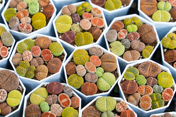 Lithops (Living stone), Cactus on flower pot